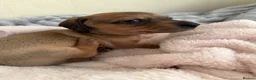 Miniature Dachshund dogs for sale: 5 beautiful miniature dachshund  - Advert 34