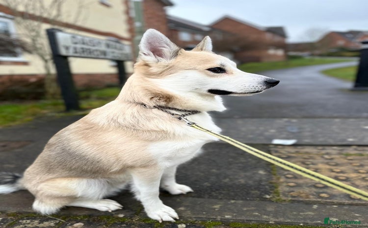 Pomsky dogs in Andover - Advert 1