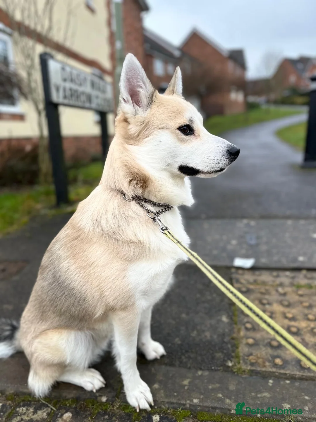 Pomsky dogs for stud: Proven quality F2 proven stud in Andover - Advert 1