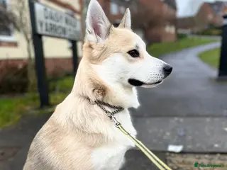 Pomsky dogs Proven quality F2 proven stud in Andover - Advert 10