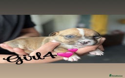 Mixed Breed dogs for sale: Puppies  - Image 8
