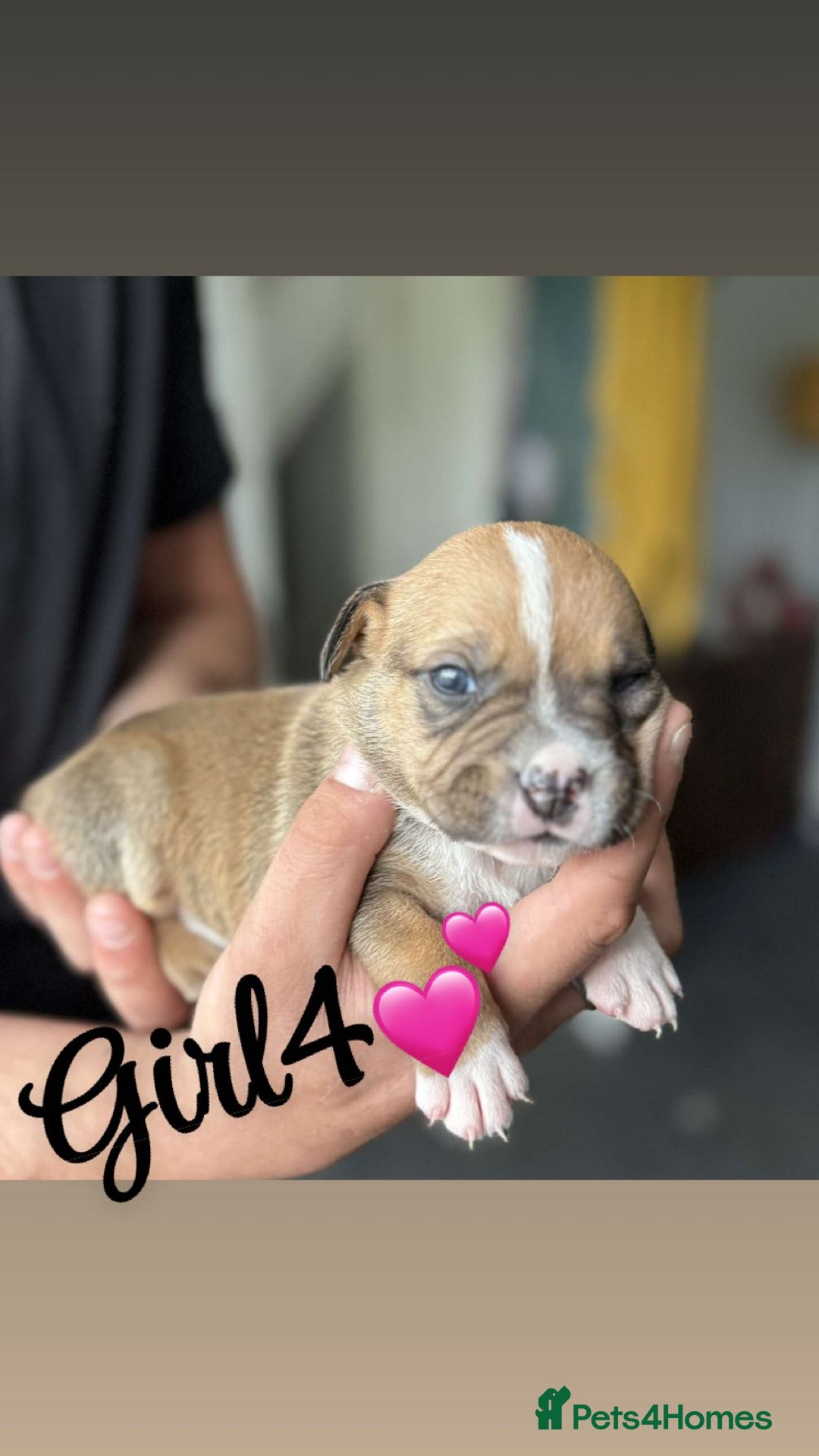 Mixed Breed dogs for sale: Puppies  - Image 8