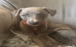 Whippet dogs for sale: Beautiful KC Reg Blue Whippet puppies - Image 8