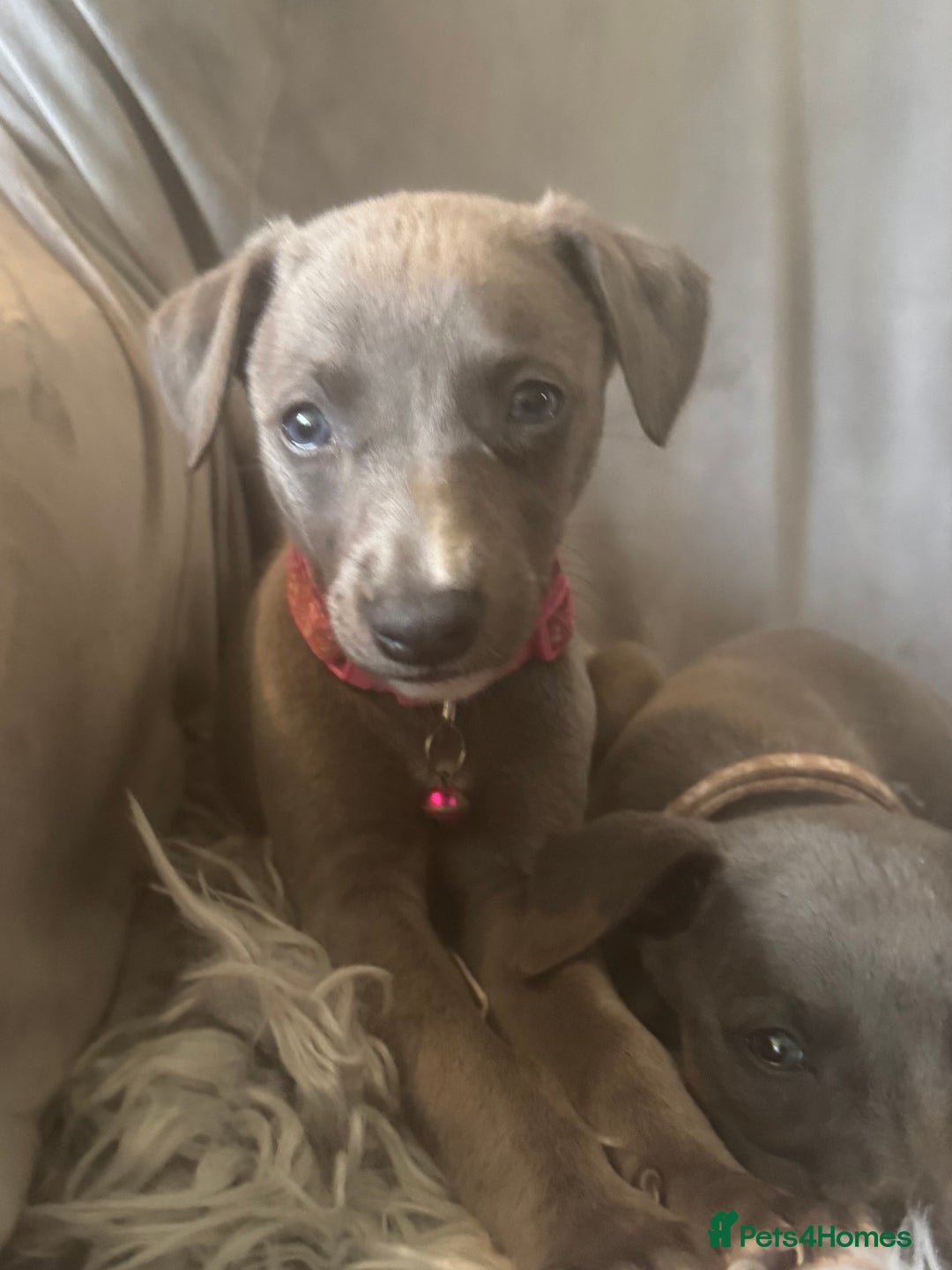 Whippet dogs for sale: Beautiful KC Reg Blue Whippet puppies - Image 8