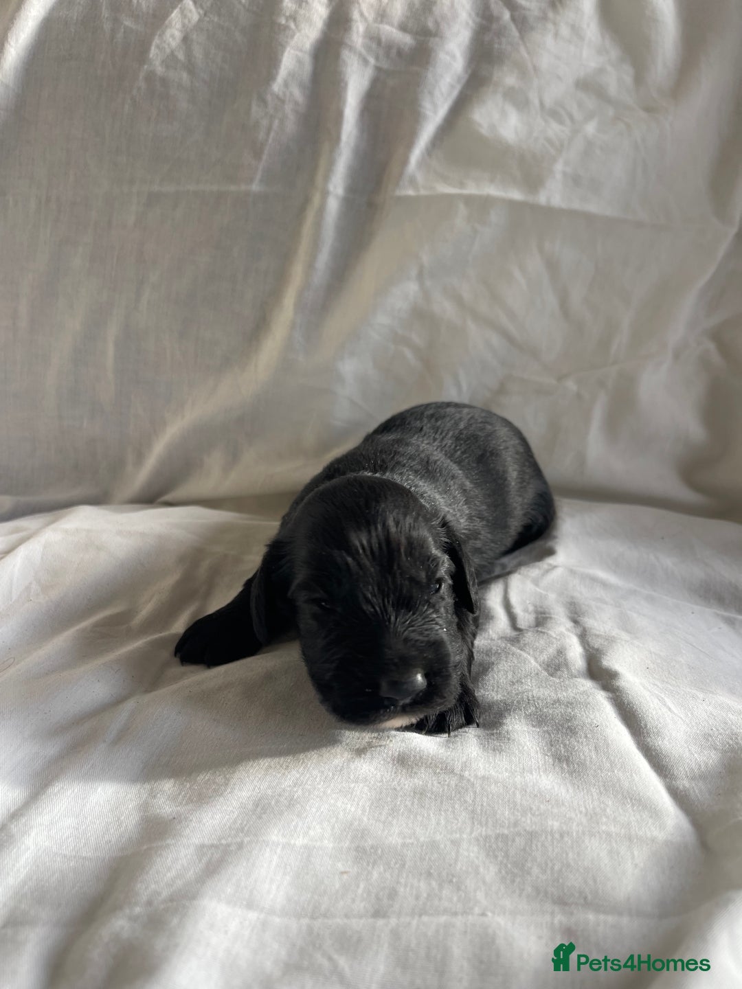 Cocker Spaniel dogs for sale: Cocker Spaniel puppies - Advert 11