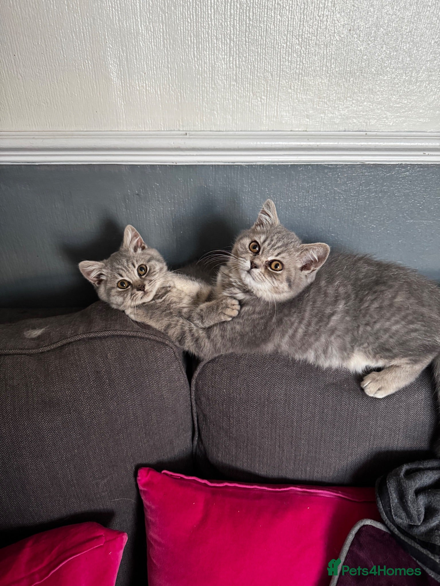 British Longhair cats Beautiful British longhair blue girl ready  - Advert 1