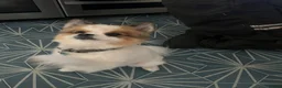 Pomeranian dogs for sale: Male Pomeranian  - Advert 5