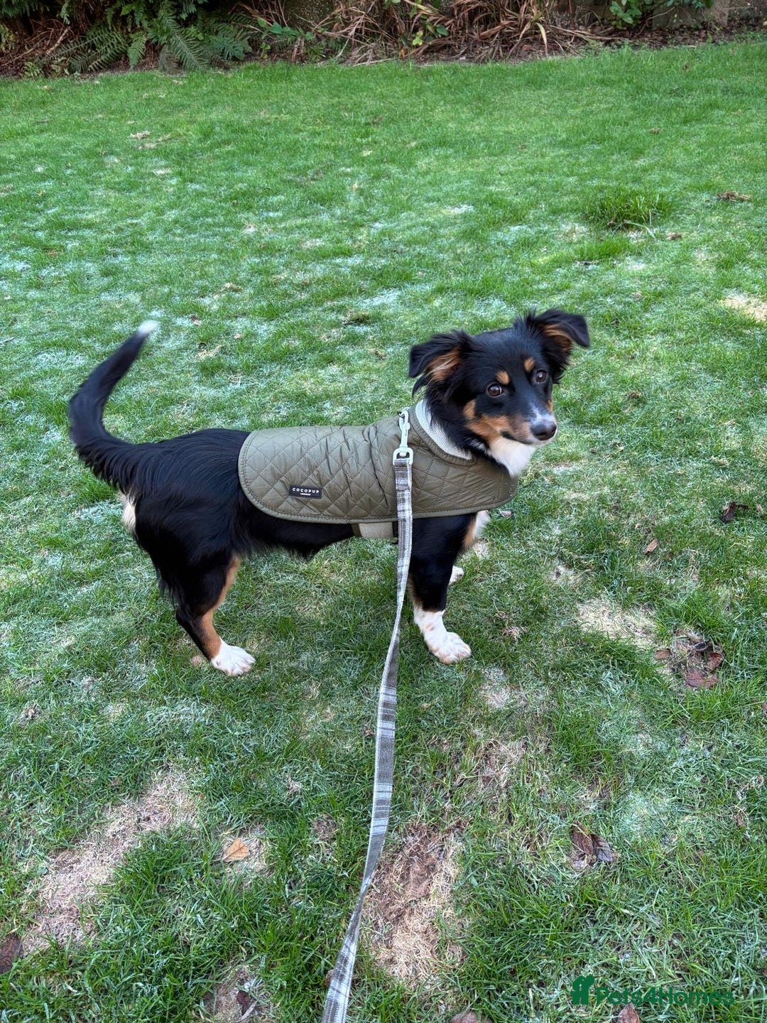 Mixed Breed dogs for adoption: Lorry  - Advert 3