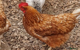 Chickens poultry for sale: Shaver brown chickens - Image 1