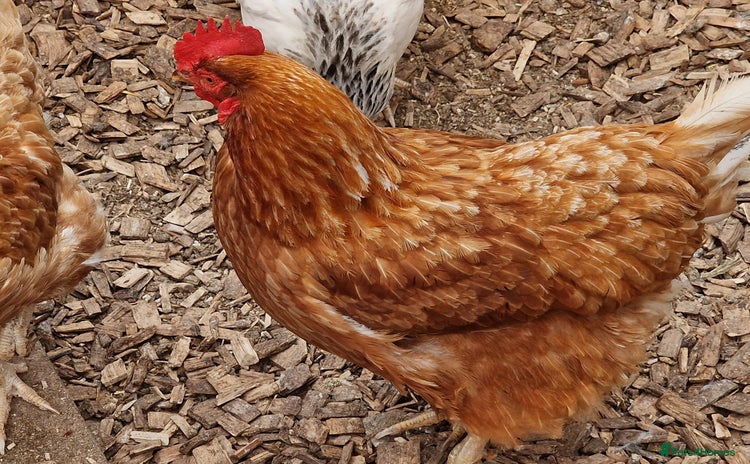 Chickens poultry - Advert 1