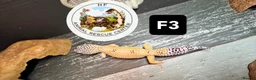 Leopard Gecko reptiles for sale: crested & leopard geckos - possible a full setup  - Advert 4