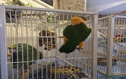 Parrots birds for sale: Caiques  - Image 5