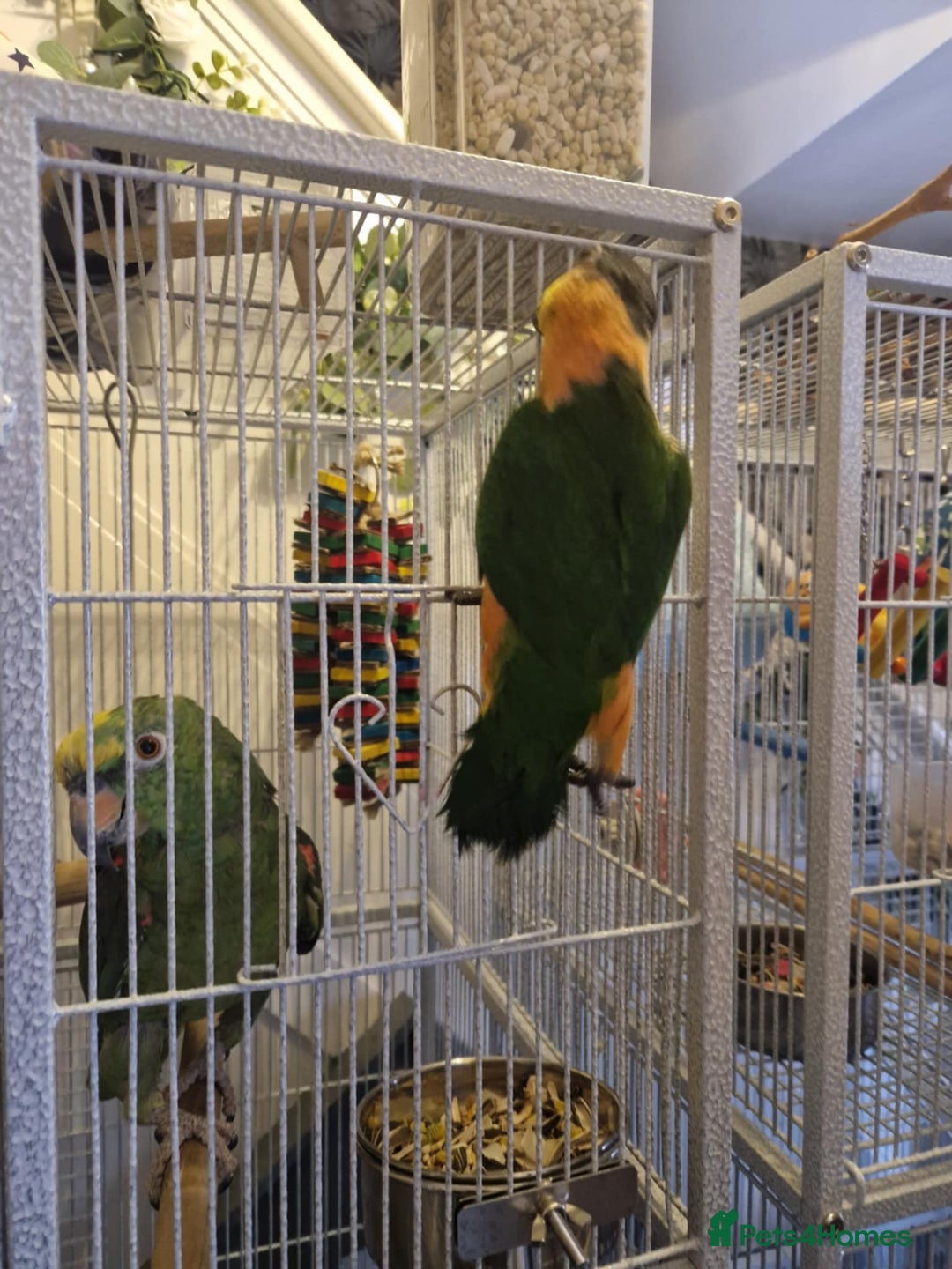 Parrots birds for sale: Caiques  - Image 5