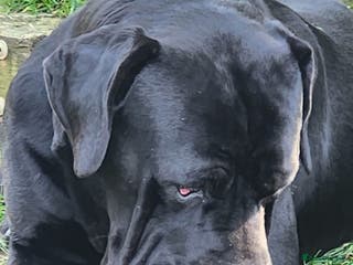 Cane Corso dogs Champion Blood Line Cane Corso Puppies - Advert 2
