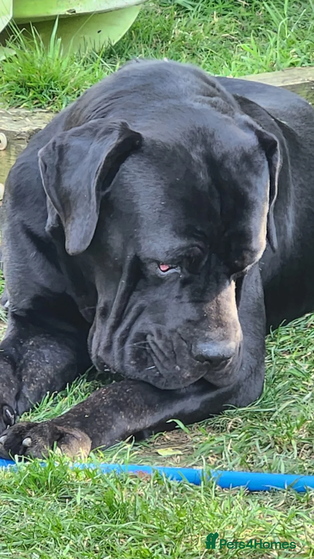 Cane Corso dogs for sale: Champion Blood Line Cane Corso Puppies - Advert 8