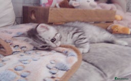 Scottish Fold cats for sale: Two cutie Scottish straights for sale - Image 10