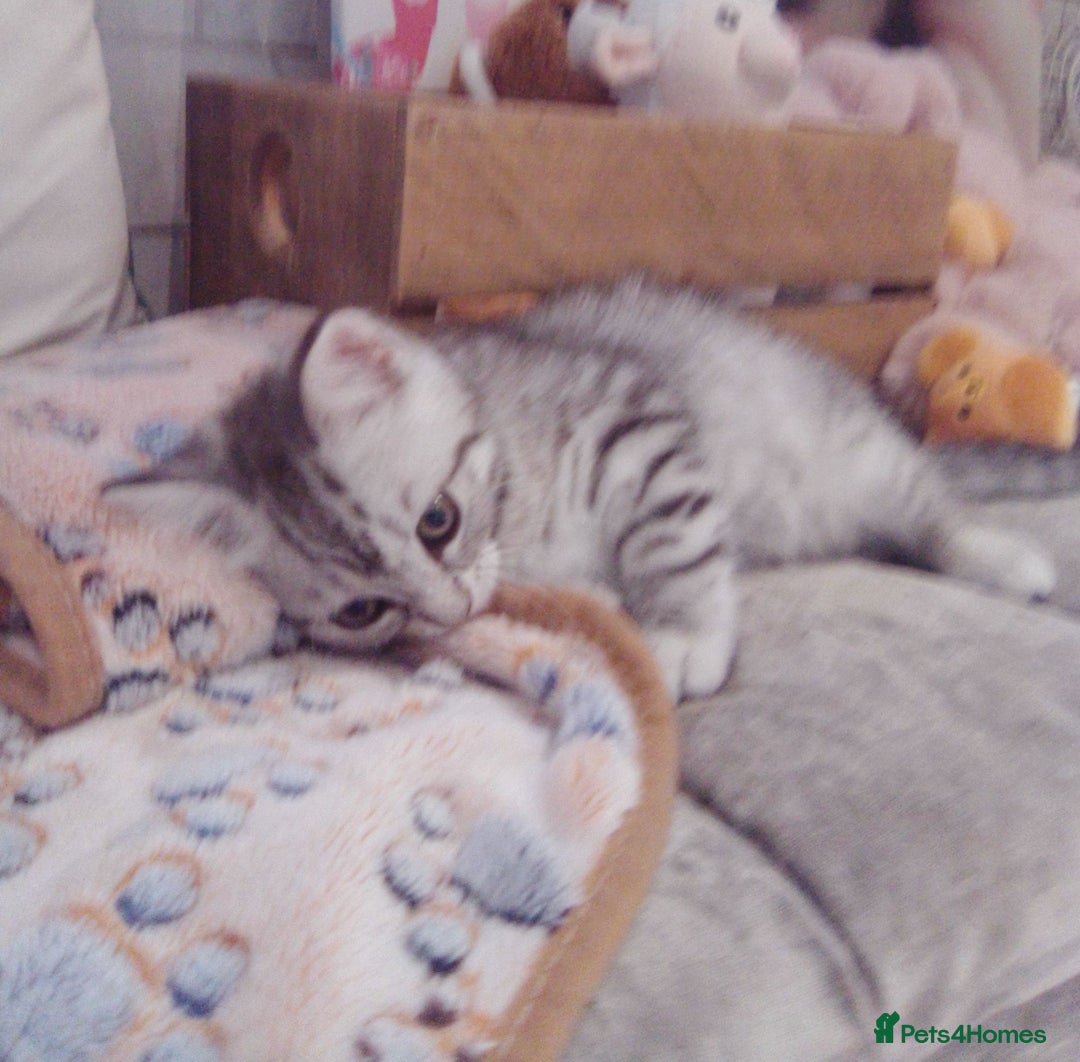Scottish Fold cats for sale: Two cutie Scottish straights for sale - Image 10