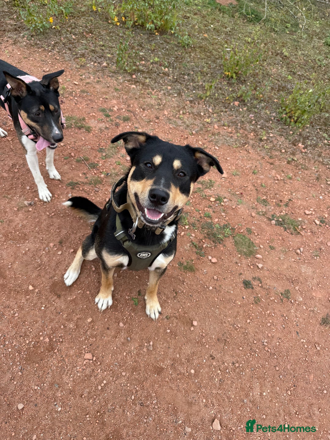 Mixed Breed dogs for sale: Our beautiful boy Koda💙 - Advert 2