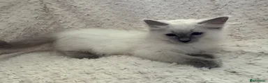 Ragdoll 2