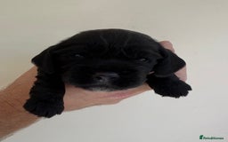 Cocker Spaniel dogs for sale: Show Type Cocker Spaniels - Image 11