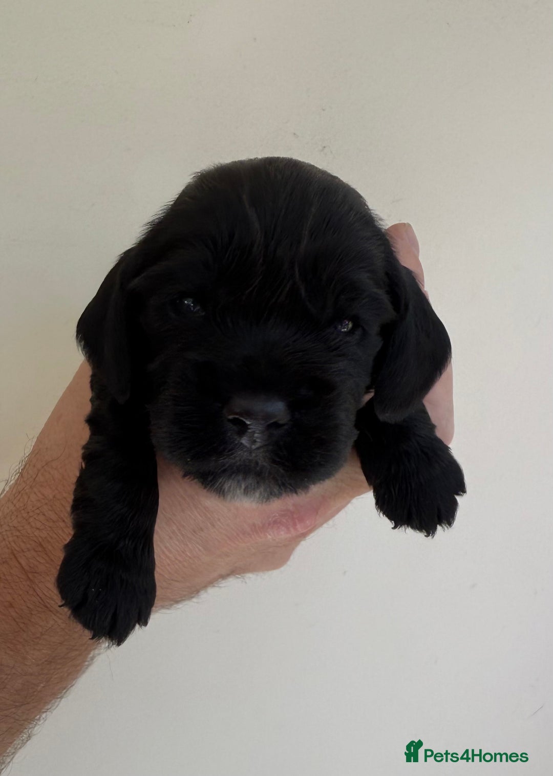 Cocker Spaniel dogs for sale: Show Type Cocker Spaniels - Image 11