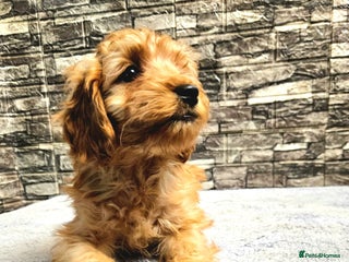 Cockapoo dogs FULLY VACCINATED + READY TO LEAVE 4TH OF DECEMBER - Advert 4