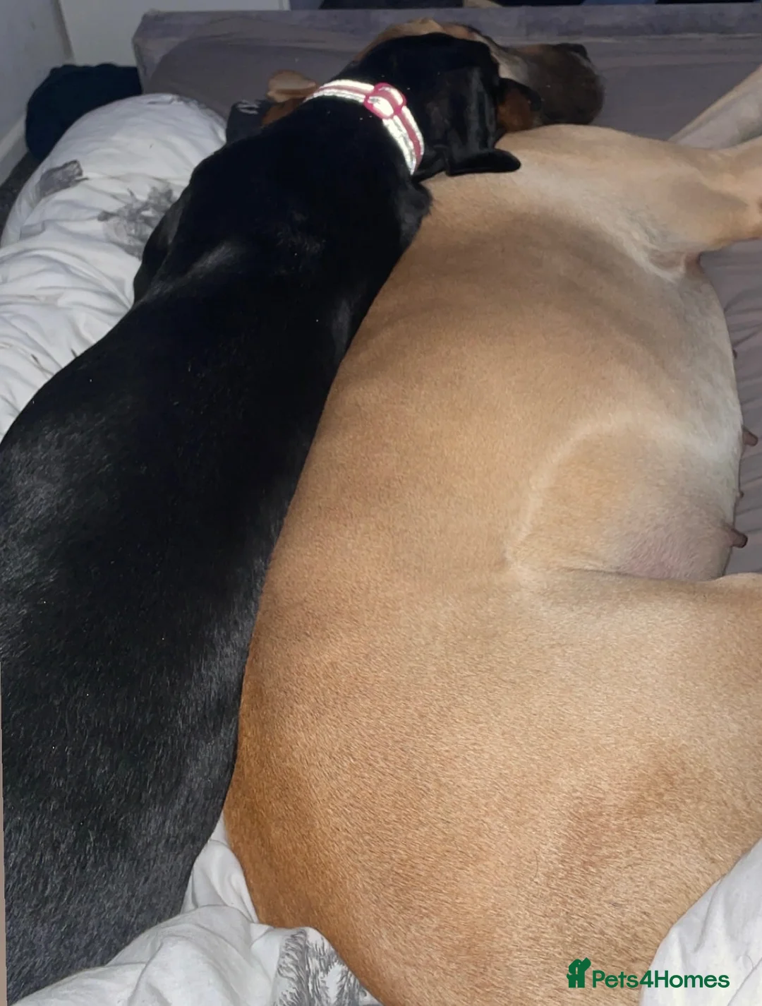 Great Dane dogs for sale: Fawn Great Dane around 3/4years old.  - Advert 4