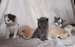British Shorthair cats for sale: British shorthair cross kittens - Image 8