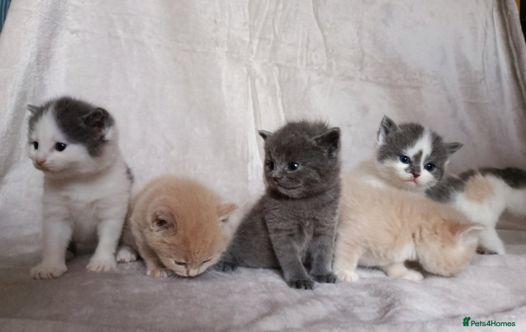 British Shorthair cats for sale: British shorthair cross kittens - Image 8