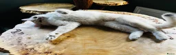 British Shorthair cats for sale: Vlastar Lux Queen- BSH Blue Golden Sunshine av 12 - Advert 2