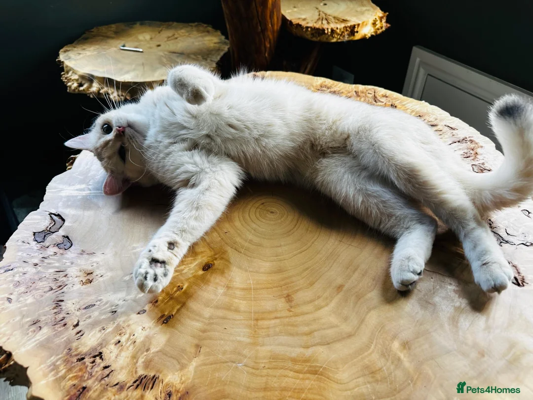 British Shorthair cats for sale: Vlastar Lux Queen- BSH Blue Golden Sunshine av 12 - Advert 2