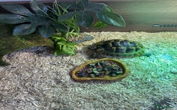 Tortoise reptiles for sale: Spur-tighed tortoise  - Image 3