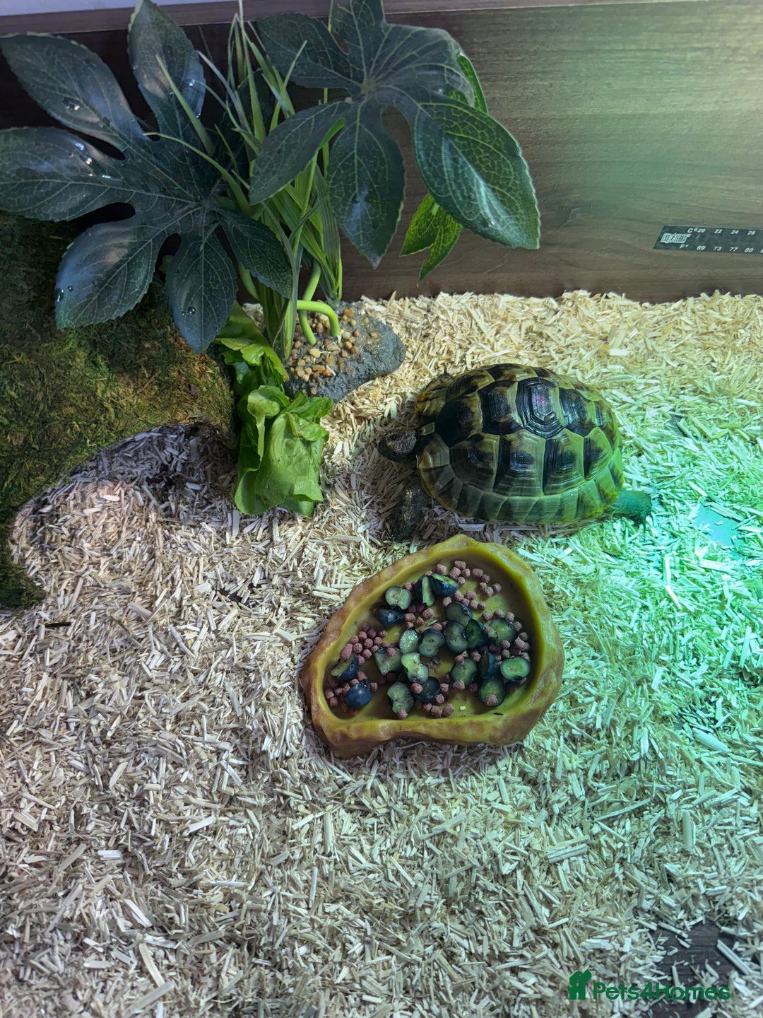 Tortoise reptiles for sale: Spur-tighed tortoise  - Image 3