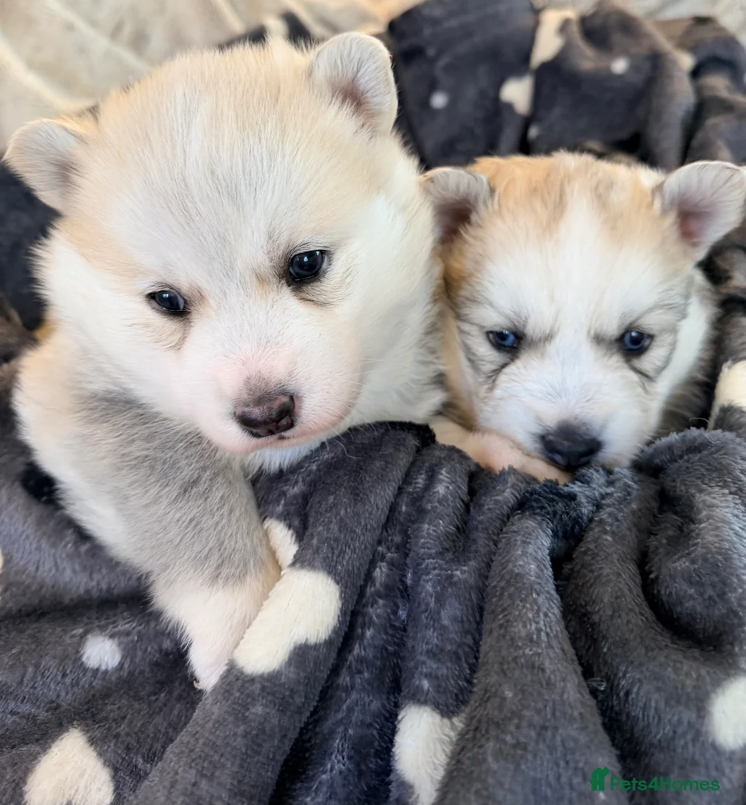 Pomsky dogs for sale: F3 Pomsky puppies  - Advert 8