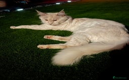 Maine Coon cats for sale: Maine Coon Cross Kittens 3 Girls , 2 Boys - Image 25