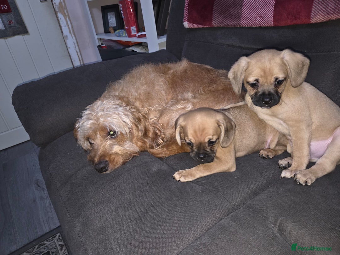 Mixed Breed dogs for sale: Mix breed puppies - Advert 7