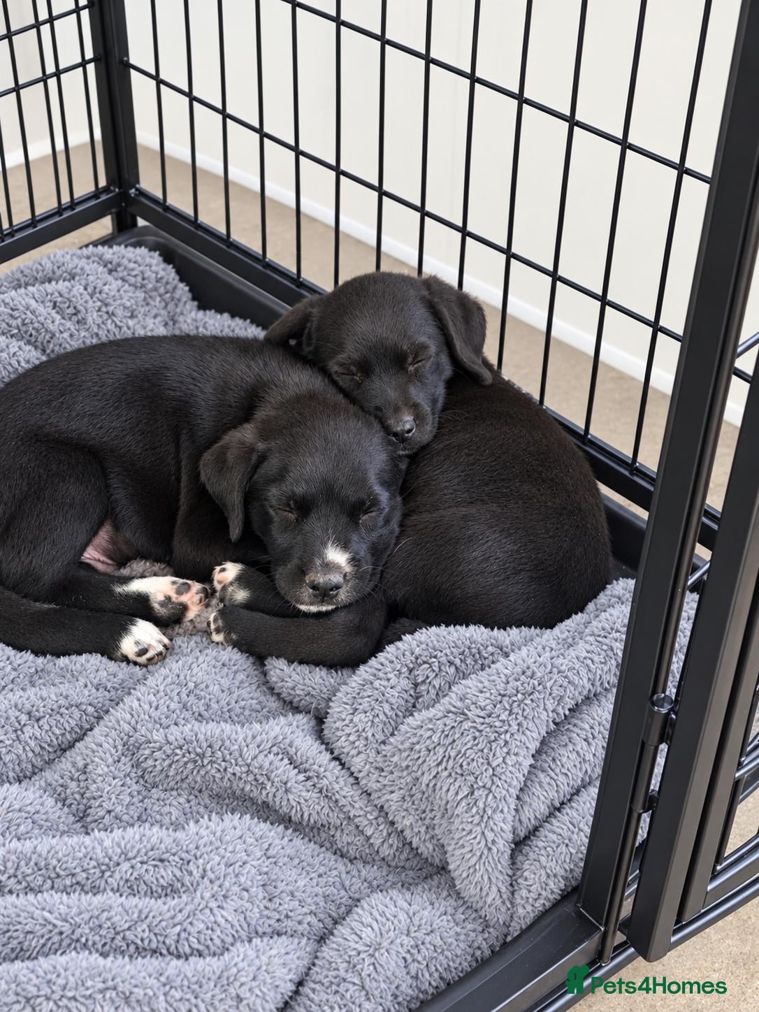 Mixed Breed dogs Gorgeous Staffador Puppies for Sale  - Advert 1