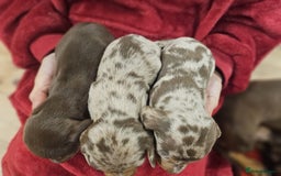 Miniature Dachshund dogs for sale: KC Mini Dachshund Dapple Girls & Boys and Tan Boy - Image 14