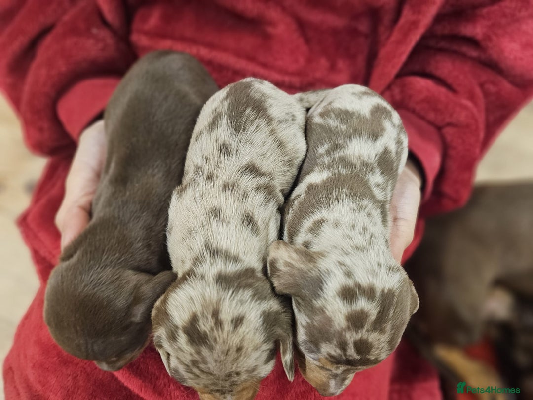 Miniature Dachshund dogs for sale: KC Mini Dachshund Dapple Girls & Boys and Tan Boy - Image 14