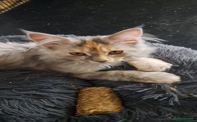 Maine Coon cats - Advert 14