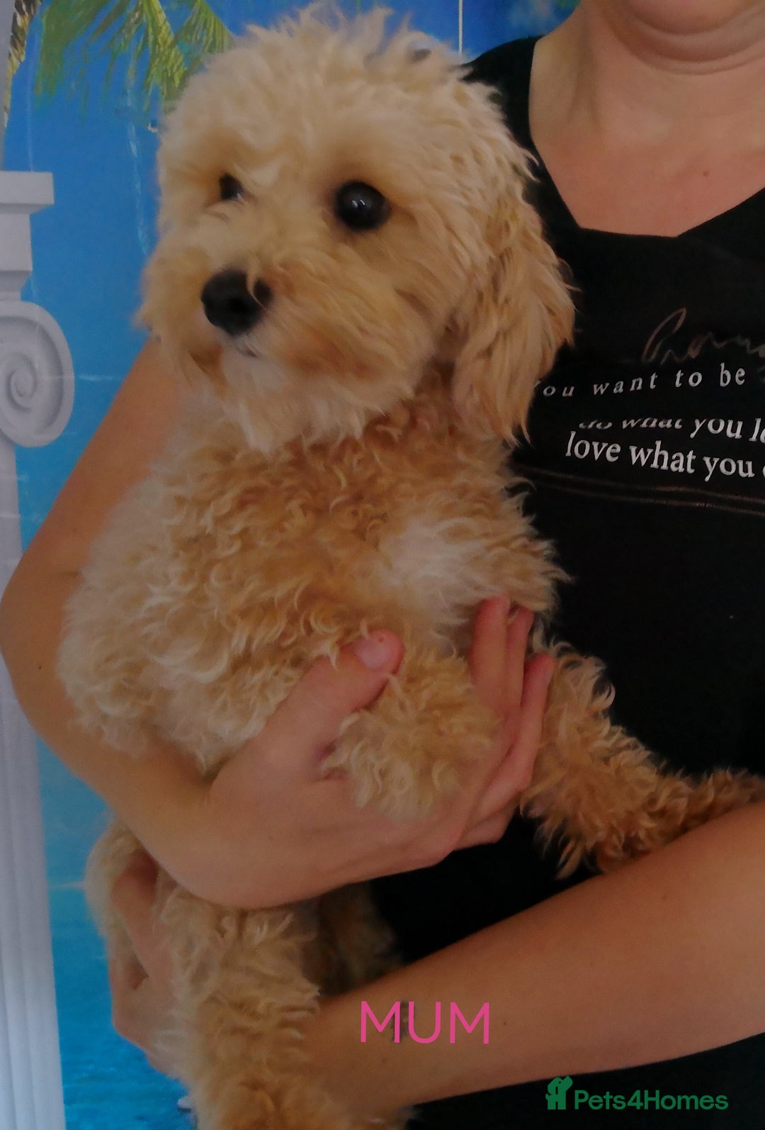 Maltipoo dogs for sale: DNA health tested maltipoo puppies  - Advert 6