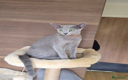 Russian Blue cats for sale: Russian Blue kittens Tica registered  - Image 19
