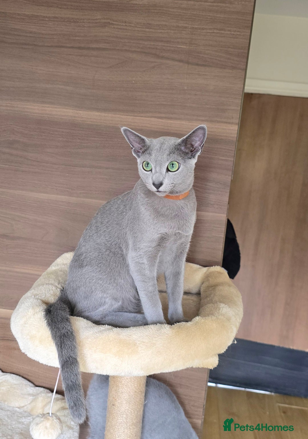 Russian Blue cats for sale: Russian Blue kittens Tica registered  - Image 19