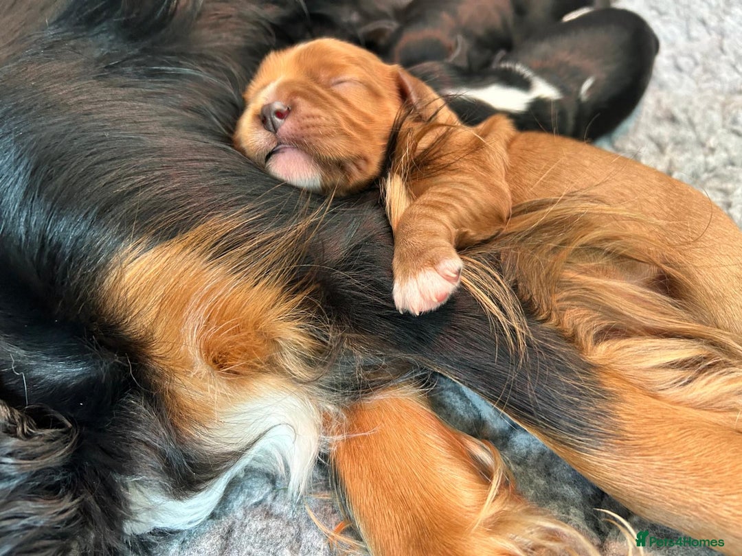 Cavalier King Charles Spaniel dogs for sale: Extensively health tested KC reg cavalier boys - Advert 1