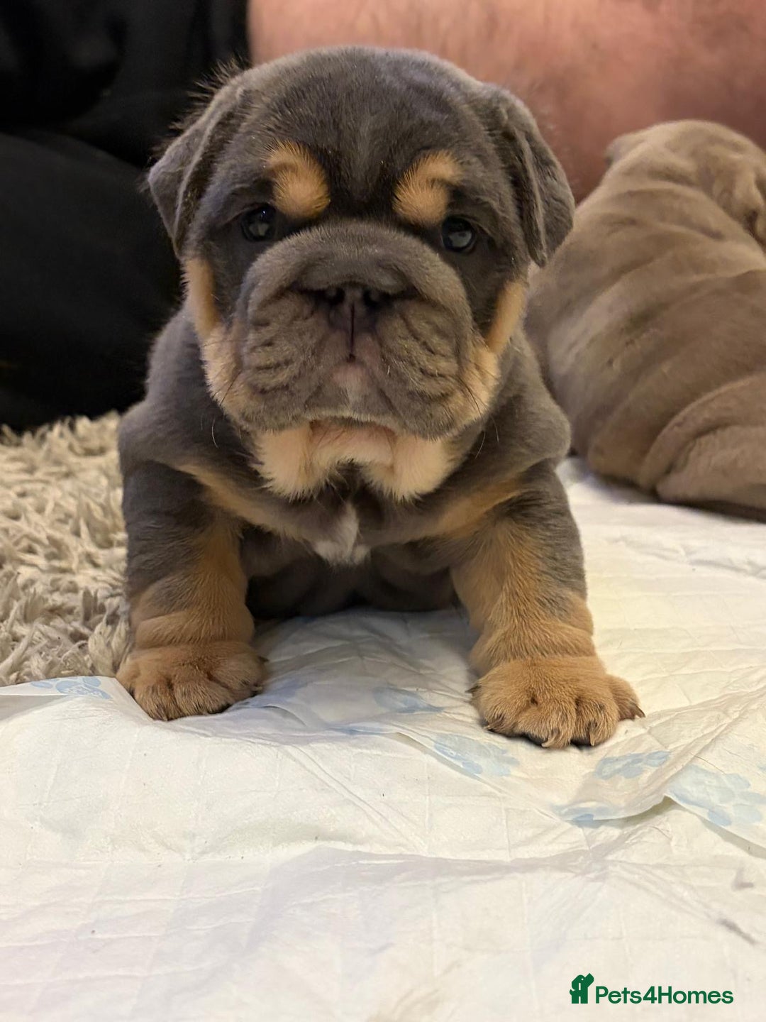 English Bulldog dogs for sale: Gorgeous Puppy Bulldogs for sale - Advert 15