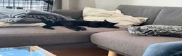 Mixed Breed cats for sale: Adorable and affectionate kitten in London - Advert 5