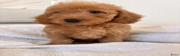 Labradoodle dogs for sale: LICENSED BREEDER HEALTH TESTED MINI LABRADOODLES - Advert 25