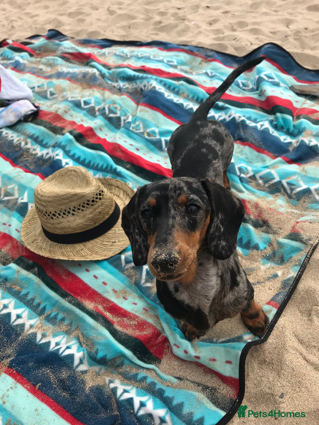 Dachshund dogs for sale: Dachshund - Image 3