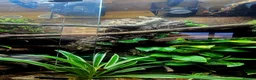 Snake reptiles for sale: Hog Island Boa in Knutsford - Advert 6