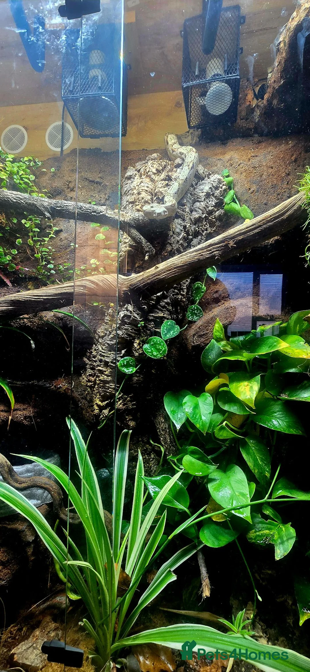 Snake reptiles for sale: Hog Island Boa in Knutsford - Advert 6